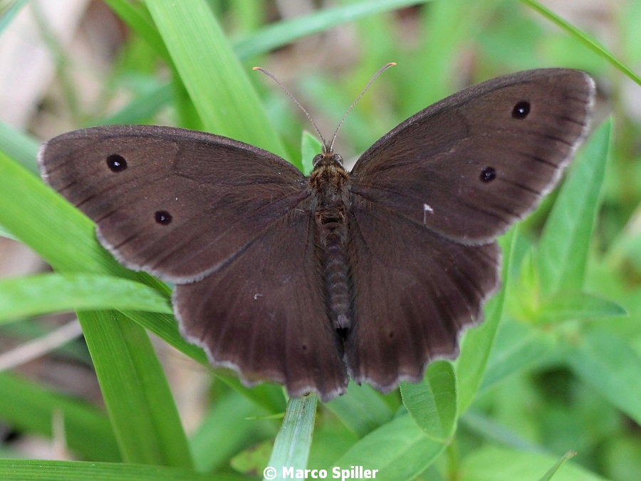 Minois dryas
